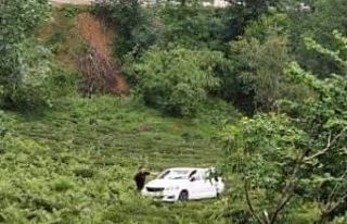 Artvin’de otomobil uçurumdan çay tarlasına düştü:...