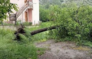 Artvin’de şiddetli rüzgar ağaçları devirdi,...