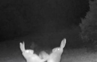 Artvin’deki tavşanların tatlı sert kavgası fotokapana...