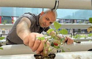 Atıl malzemelerle çilek serası kurdu