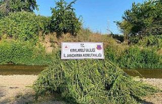 Ayçiçeği tarlasında 85 bin kök kenevir bitkisi...