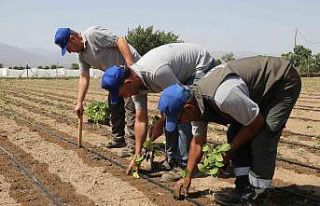 Aydın Büyükşehir Belediyesi gelecek yılın tohumlarını...