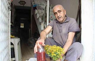 Aydın’da, asırlık gelenekle kantaron yağı yapım...