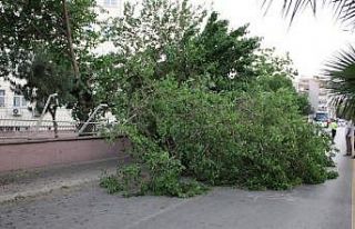 Aydın’da kuvvetli rüzgar ve fırtına bekleniyor