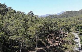 Aydın’da yasak ormanlık alana giren 14 şahsa...