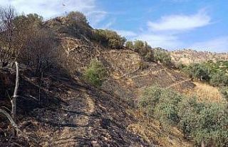 Aydın’da zeytinlik alandaki yangın büyümeden...