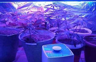 Aydınlatma düzeneği kurduğu banyoda kenevir yetiştirdi