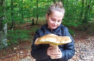 Ayı ve sarıkız mantarı İtalyan pizzası, Fransız...