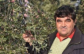 Ayvalık zeytinine platin ödül