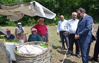 Bafra’da tütün fideleri toprakla buluştu
