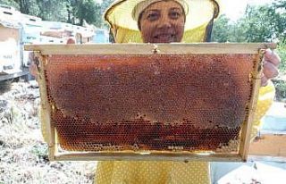 Bahar balında 12 yıl sonra yaşanan bolluk arıcıları...