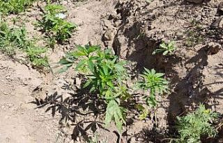 Bahçe ve saksıda kenevir üretimine jandarma baskını:...