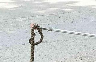 Bahçedeki duvarda bulunan 1.5 metrelik yılanı itfaiye...