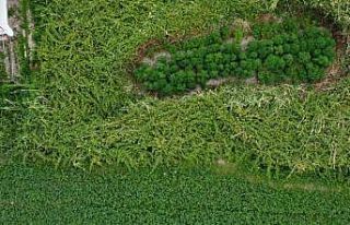 Bahçesine ektiği kenevirler dronla tespit edildi