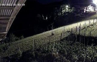 Bahçeye ekilen ürünlere zarar veren ayı kameralara...