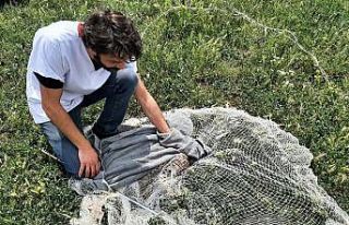 Balıkçı ağıyla yakalanan vaşak telef oldu, tahnit...