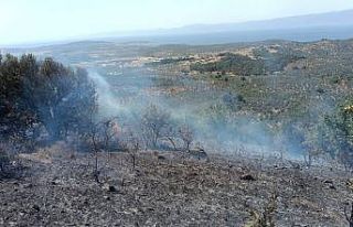 Balıkesir’deki zeytinlik yangınına havadan müdahale...