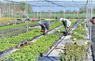 Balıkesir’i Türkiye’nin tıbbi aromatik bitki...