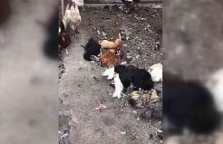 Başıboş sokak köpekleri bu kez tavukları hedef...