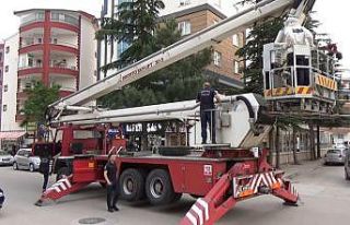 Başkentte çam ağacına oğul veren arılar kurtarıldı