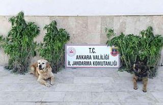 Başkent’te zehir tacirlerine darbe: 6 gözaltı