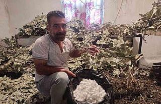 Batman’da ipek böceği besicilerinin koza hasadı...