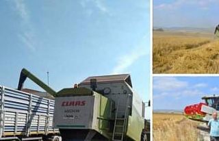 BAÜN’de 203 ton arpa hasadı yapıldı