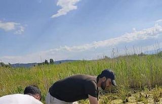 Beyşehir Gölü’nde yasa dışı sülük avına...