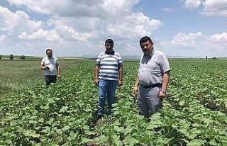Beyşehir’de ayçiçeği ve nohut ekili alanlarda...