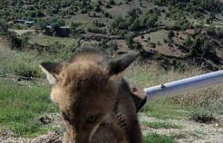 Bilecik’te beslenerek büyütülen yavru tilki doğal...
