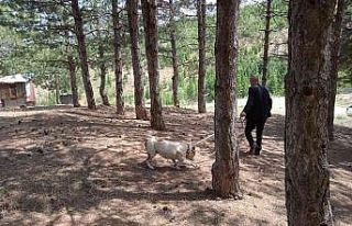 Bingöl’de başıboş pitbull, barınağa götürüldü