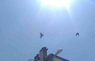 Bingöl’de çatıda ipe dolanan karga kurtarıldı