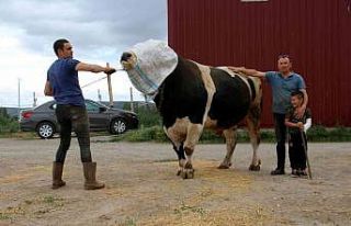 Bir ton 220 kilogram ağırlığındaki dev tosun,...