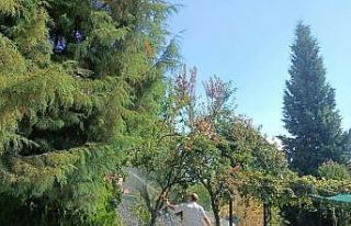 Bitkisel üretimi tehdit ediyor