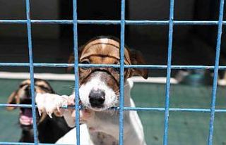 Bodrum Belediyesi’nden sahiplenme çağrısı
