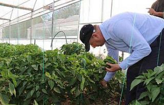 Bozova Belediyesi seralarında ilk hasat başladı