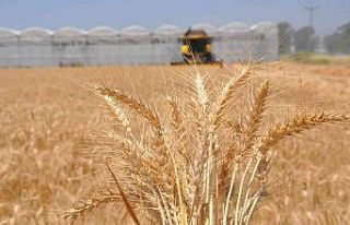 Buğdayı savaş da kuraklık da vurdu