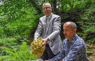 Bursa’nın dünyaca ünlü ıhlamur ormanlarında...