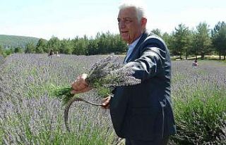 Büyükşehir Lavanta Şenliği başladı