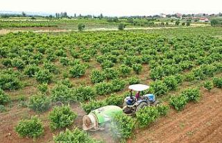 Büyükşehirden üreticiye zirai ilaç desteği