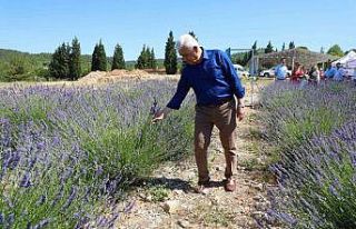 Büyükşehir’in Lavanta Şenliği başlıyor