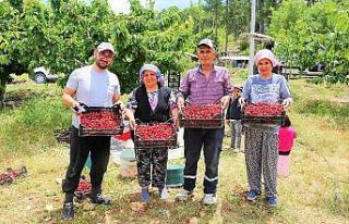 Çameli’nin ünlü yayla kirazında hasat başladı