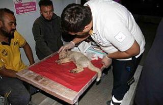 Çarptığı yavru tilkiyi 112 Acil Servis İstasyonuna...