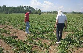 Çavdarhisar’da doludan zarar gören ekili alanlarda...