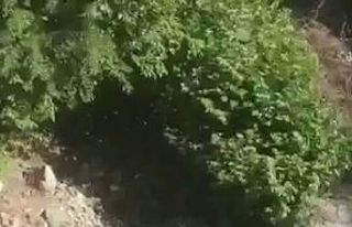 Çayda akıntıya kapılan sağlık çalışanını...