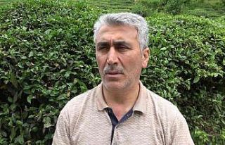 Çayın birinci sürgününden çay üreticileri memnun