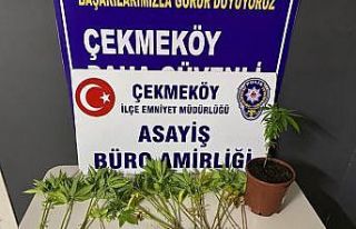 Çekmeköy’de otoban kenarında Hint keneviri yetiştiren...