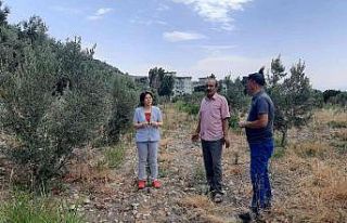 Çiftçiler, ’verticllium solgunluğu’ hastalığına...