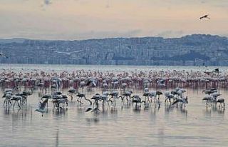 Çiğli’nin "Pembe Misafirleri" Berlin’de...