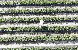 Çilek tarlasında "Kendin topla, kendin tart,...